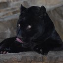 ���� ������..., ������, 55 ��� - ��������� 11 ������� 2017 � ������ ������ ��������