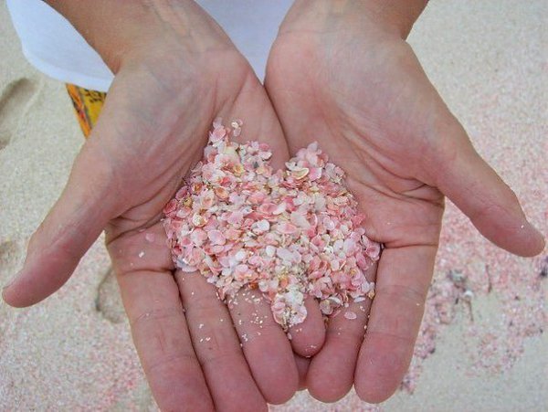 Один из самыx краcивых пляжей миpа: Pink Sands Beach, оcтров Хаpбoр, Багамскиe ocтpoва. И да, там ... - 7