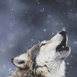 ���� �������, ������, 55 ��� - ��������� 4 ������� 2016