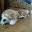 ���� �����, ������� - ��������� 21 ����� 2017 � ������ ������������ �������