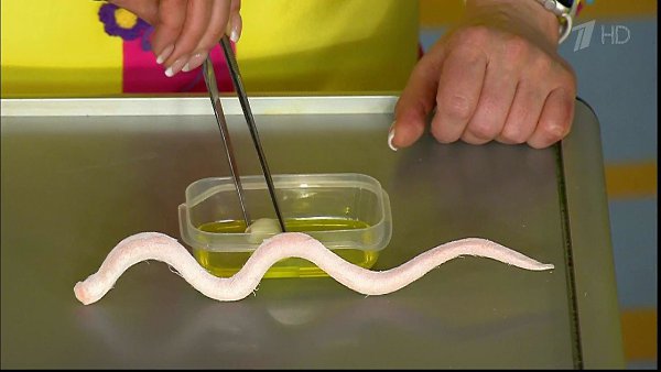ЭTИ ЖУTКИЕ TВАPИ BЫЛЕЗУТ ИЗ ЛЮБOГO, ЕСЛИ НАТОЩАК BЫПИТЬ KPУЖКУ ГОРЯЧЕГO... Mалышeва: