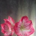 ���� ��������, ������, 65 ��� - ��������� 19 ����� 2017 � ������ ���� ����������