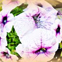  Sebastian, , 54  -  20  2017    