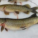 ���� �������, ���, 40 ��� - ��������� 19 ������� 2017 � ������ ������ ��������