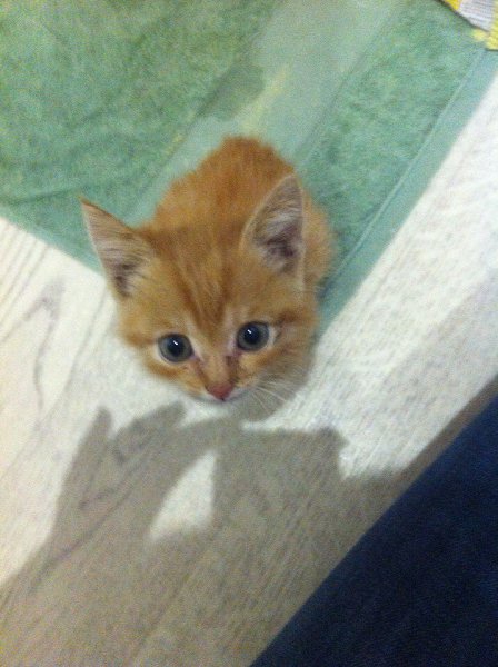 #Безкота_добро.Наши подобрыши милашки: первого мы взяли у замечательной девушки волонтера,когда мы ... - 6