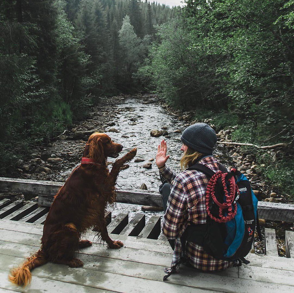 Двигаемся туда. Hiking with Dog.