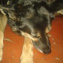  , , 67  -  23  2017    .