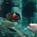  , , 68  -  17  2017    2017