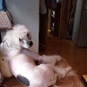 ����� �� ������� ���� �������