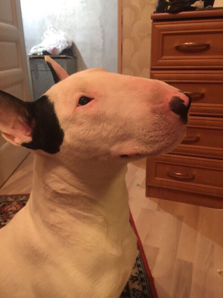 == Москва и МО! Молодой бультерьер Джинджерснап Ричард Лайон Харт ищет новый дом! ==. Ищу самых ...