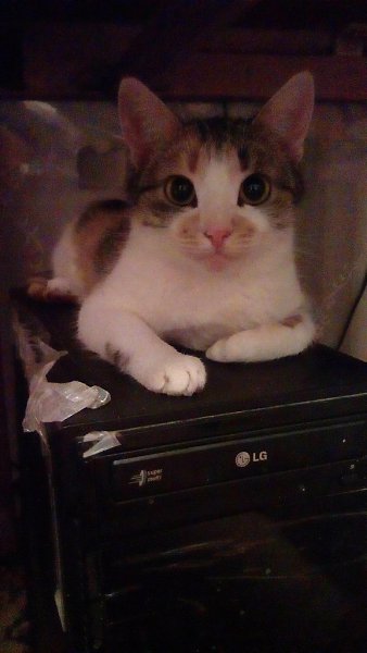 #Безкота_добро.Подобрала с улицы ещё маленькими комочками.Кошку Мурку в конце осени 2015 ,а кота Дин ...