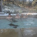 ���� �������, �����-��������� - ��������� 31 ������ 2017 � ������ ������ ��������