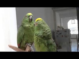 Пьяный дуэт попугаев