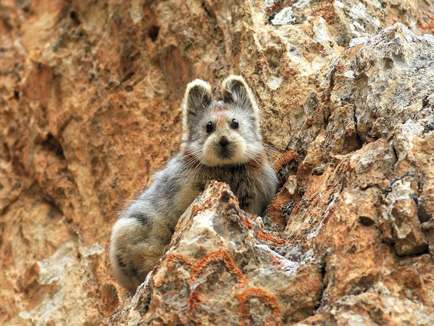     20    .   Ili Pika    ...