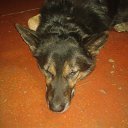  , , 67  -  23  2017    .