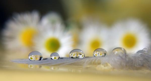 ������ �������