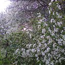 ���� ��������, ���� - ��������� 7 ������� 2017 � ������ ���� ����������