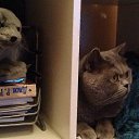 ���� �����, ���������, 62 ���� - ��������� 13 ������ 2017 � ������ ���������