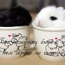 ���� Seagull - Larum, ����������� - ��������� 20 ������� 2017 � ������ ������ ��������