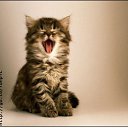 ���� �����, �������, 46 ��� - ��������� 24 ����� 2017 � ������ ���� ����������