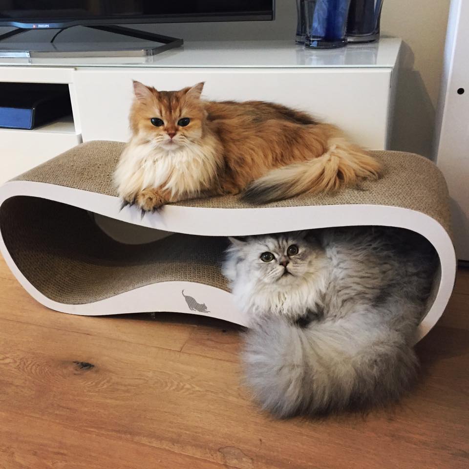 Smoothie the Cat Fan's - 30  2016  12:07