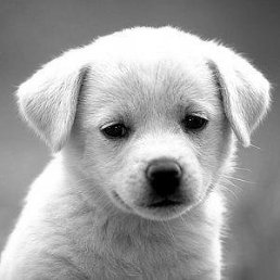 ���� Qas, ������������, 49 ��� - ��������� 28 ������ 2016