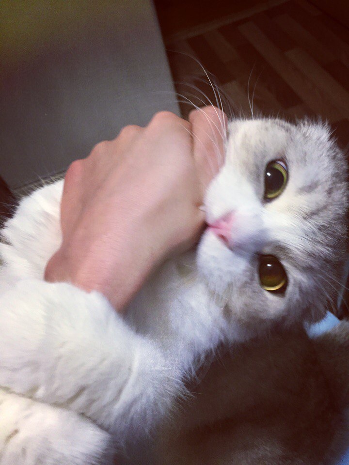 #_@catism. -  ,   - 2