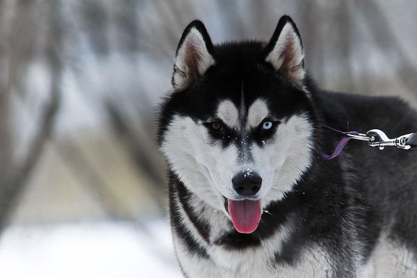   HUSKY. ,          ...