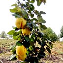 ���� �� ������� �������������