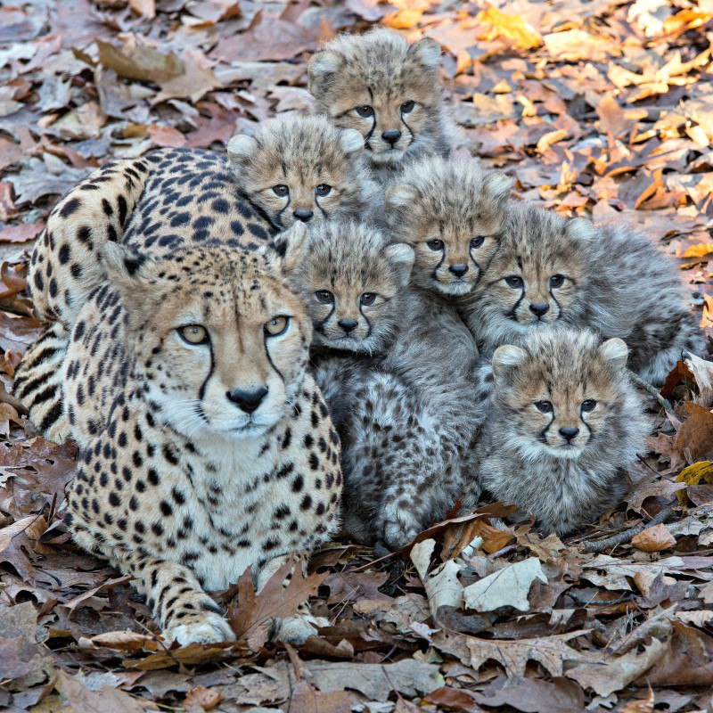         Burgers Zoo ()