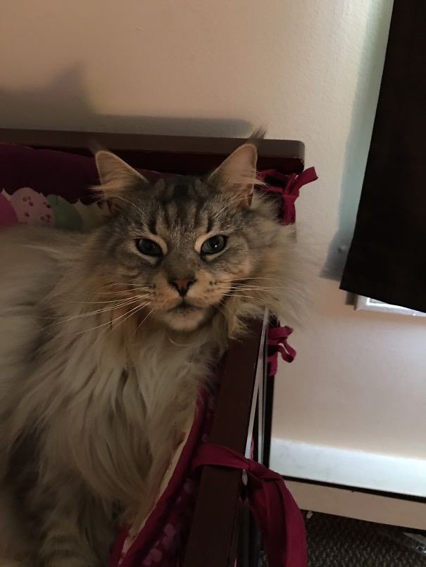 CATS OF ALL - 1  2016  18:50