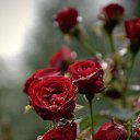 ���� ������, �����������-��-�����, 49 ��� - ��������� 6 ������� 2016 � ������ ���� ����������