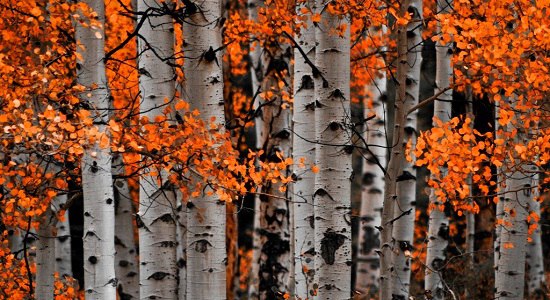 ))).Час утренний — делам, любви — вечерний,раздумьям — осень, бодрости — зима...Весь мир устроен из ...