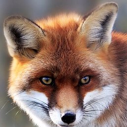 ���� �����, ����, 67 ��� - ��������� 3 ������ 2017