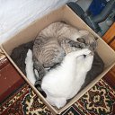 ���� ���, ���������, 32 ���� - ��������� 16 ������� 2016 � ������ ������ ��������