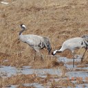 ���� �������, ����, 46 ��� - ��������� 26 ������� 2016 � ������ ���������