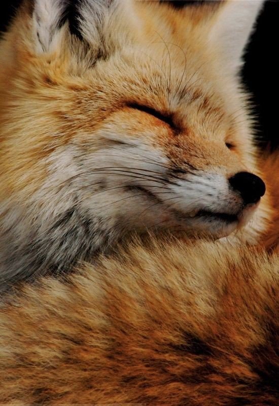  .#animal@travel.blog - 3