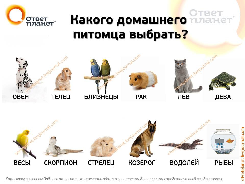 ))).Какого домашнего питомца выбрать? Если вы собрались завести себе домашнего питомца, то вам ...