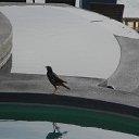    -  ,  -  6  2016    2014.  11.  lawana ( )