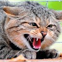 ���� �������, ������, 43 ���� - ��������� 12 ������ 2017 � ������ ���� ����������