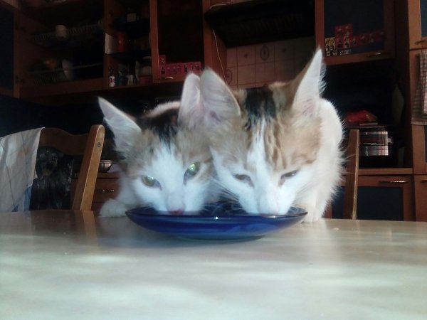 #Безкота_добро.Наш новогодний сюрприз из коробки))) нашли возле подвала дома. Теперь это наши ... - 2