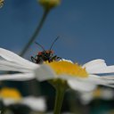 ���� �������, ������, 48 ��� - ��������� 8 ���� 2017 � ������ ������ ��������