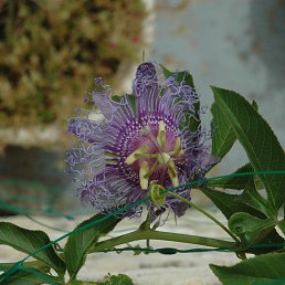 ����, �����, 36 ���