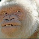 ���� �������, ����������, 84 ���� - ��������� 22 ��� 2017