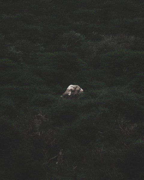 Africa - 8