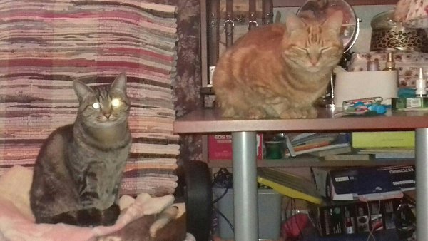 #Безкота_добро.Мои две хулиганки)Рыжку я нашла в 2011 году котенком, она бежала за мной через ... - 2