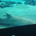  , , 43  -  4  2017     !!!