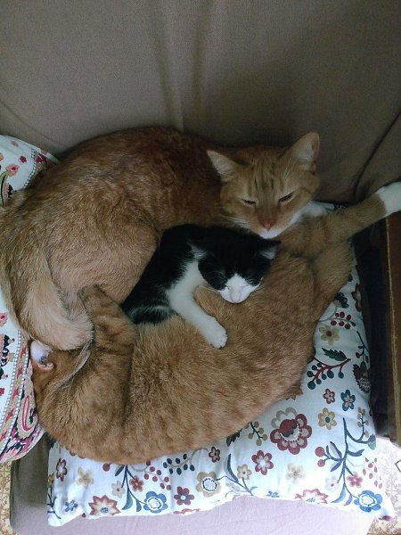 #котизм_доброта #питер@catism.Санкт-ПетербургОчаровательная трогательная девочка, 2,5-3 месяца, была ... - 7