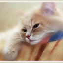 ���� ����, ������ - ��������� 11 ������ 2017