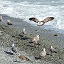  , , 60  -  8  2017   ,01.10.-06.10.17.